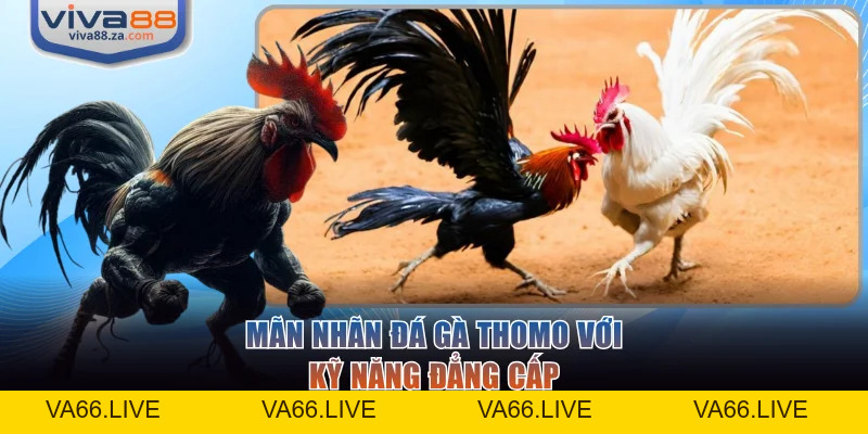 Đá Gà VIVA88 - Trải Nghiệm Sàn Đấu Kịch Tính, Đẳng Cấp - Va66